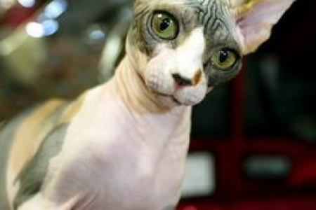 无毛猫寿命多长？揭秘斯芬克斯猫的平均寿命