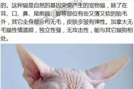 加拿大无毛猫为什么没毛？价格一般多少钱？