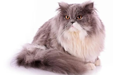 想养波斯猫？你知道波斯猫有多少种颜色吗？