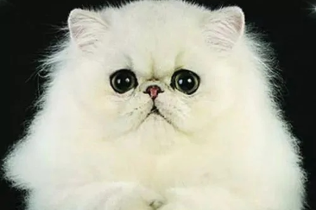 金吉拉猫是短鼻猫吗？深度解析金吉拉猫咪鼻型特征