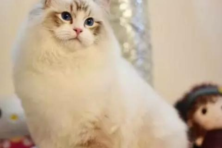 金吉拉猫的毛发问题及其他缺陷，你都知道吗？