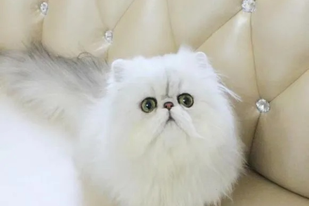 养金吉拉猫之前必看：优点缺点大揭秘！