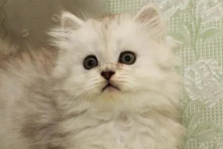 蓝白猫和金吉拉猫咪杂交，会生出什么品种的小猫？