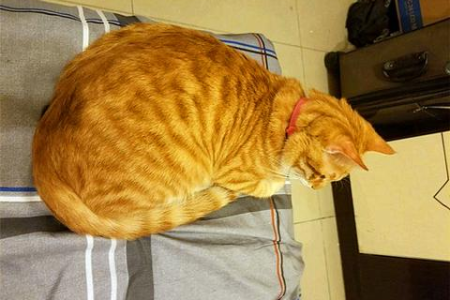 狸猫究竟是不是土猫？一篇带你彻底了解狸花猫的文章