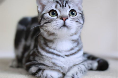 虎斑猫和美短猫的区别在哪？新手必看！