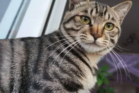 美短和土猫的区别：体型、毛发、性格大揭秘