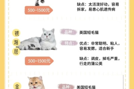 美短银渐层值钱吗？不同品相价格差异大揭秘