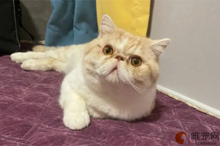 加菲猫能与几种猫配种？血统纯度影响大吗？