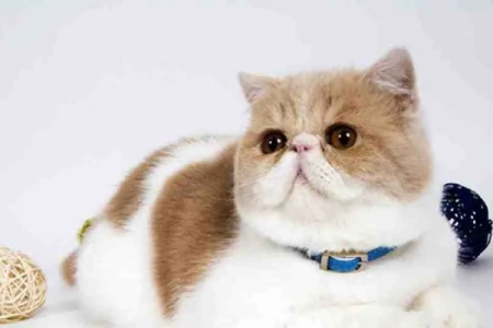 加菲猫的忠诚度怎么样？事实告诉你答案