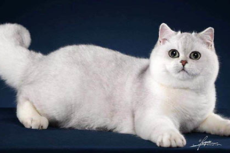 英国短毛猫最贵颜色：金渐层还是银渐层？