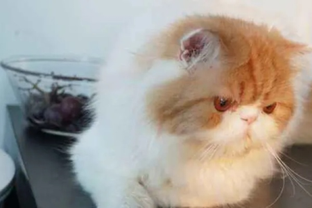 掉线加菲猫成年后是什么样的？和纯种加菲猫区别在哪？
