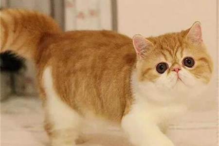 加菲猫是什么品种的猫？它和波斯猫有什么关系？