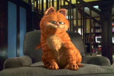 想买加菲猫？先了解什么颜色最值钱！