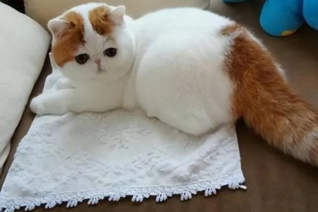 想养加菲猫？长毛和短毛的优缺点对比