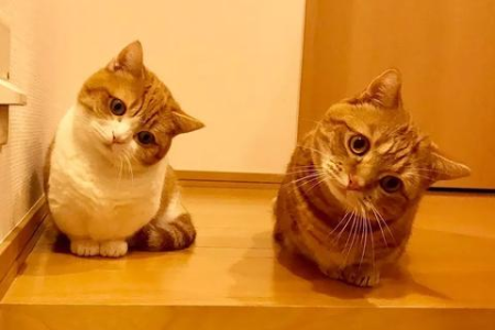 养矮脚猫要花多少钱？详细价格分析来了！