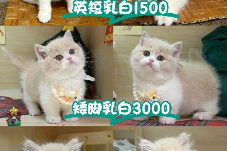 英短乳白色猫便宜还是贵？告诉你影响价格的秘密