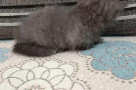 矮脚猫寿命长吗？跟普通猫咪相比有什么不同？