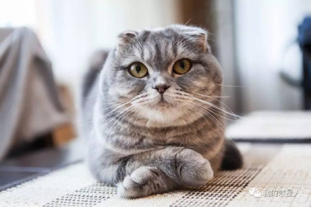 短腿折耳猫有什么遗传疾病？如何预防和护理这些疾病？
