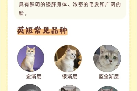 英短分类大全：各种英短猫咪品种图鉴及价格