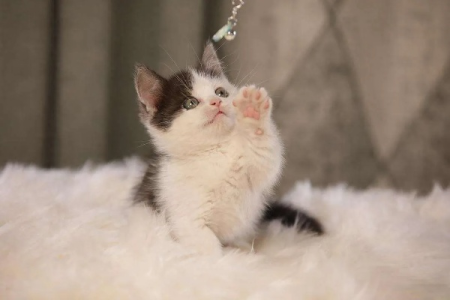 矮脚猫的健康问题及缺陷：是否适合你饲养？