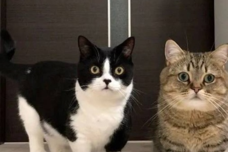 “猫界柯基”是什么猫？曼基康猫的秘密