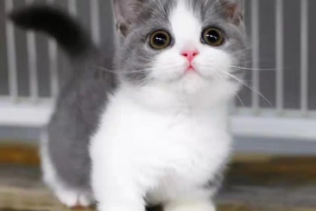 曼基康猫为什么有长腿？基因秘密大揭秘，短腿猫的奇妙家族
