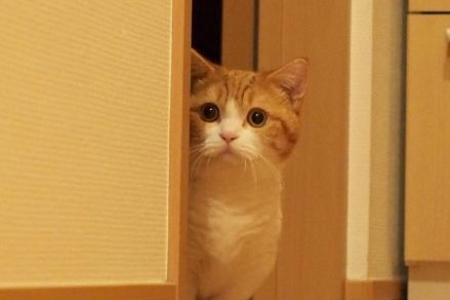 这是什么品种的猫？带你认识可爱的曼赤肯猫