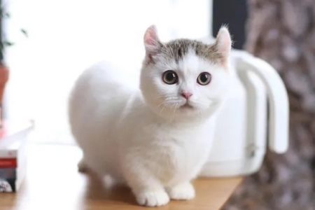 曼基康猫优缺点全解析：可爱短腿猫的甜蜜与忧虑