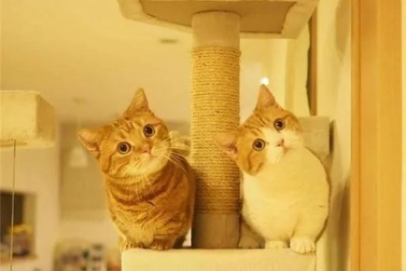 曼赤肯猫基因缺陷大揭秘：腿短与健康的关系