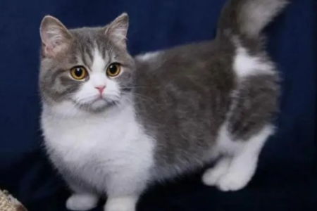 想养矮脚猫？先看看这些健康隐患！