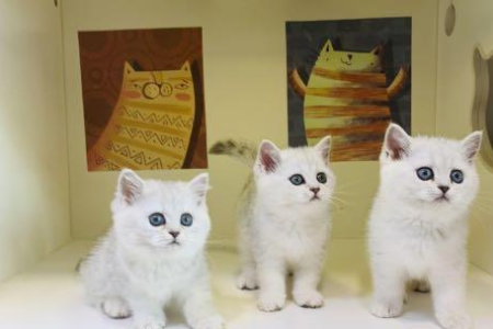 曼肯赤和曼基康猫有什么区别？傻傻分不清楚？