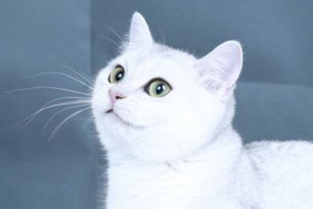 傻傻分不清？米努特与曼基康猫的详细区别