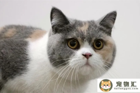 英短三花猫品相好坏怎么判断？新手必看指南