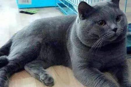 蓝猫公猫多大才开始发情？详解发情时间