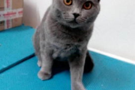 想了解蓝猫和英短猫？教你快速区分两种猫咪的特征