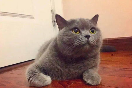 英短蓝猫的优点与缺点：萌宠背后隐藏的秘密