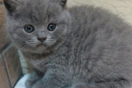 如何挑选纯种英短蓝猫幼猫？避免上当受骗的秘诀