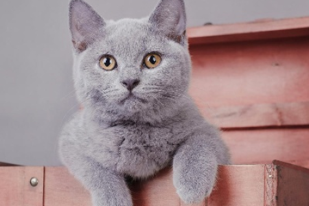 英短猫的优缺点全解析：适合你家养吗？