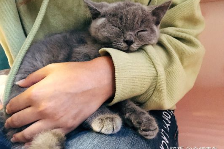 英短为什么不让抱着睡？猫咪睡眠习惯大揭秘！