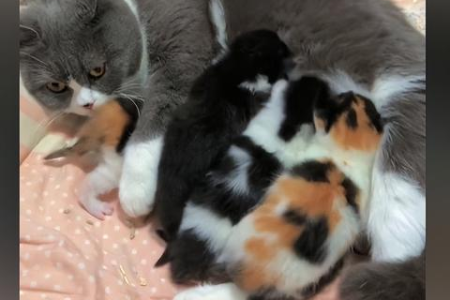 蓝猫和蓝白配种结果如何？小猫毛色遗传秘密