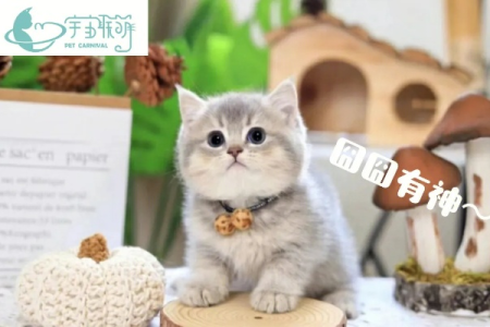 蓝金渐层猫为什么这么稀有？揭秘其稀有原因！