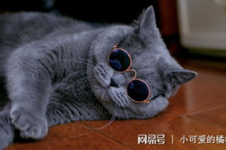 英短蓝猫有攻击性吗？猫咪咬人原因大揭秘