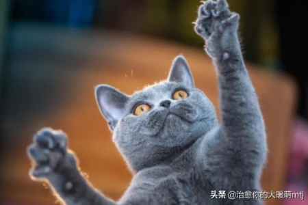 家里英短蓝猫爱咬人？有效方法快速解决攻击行为