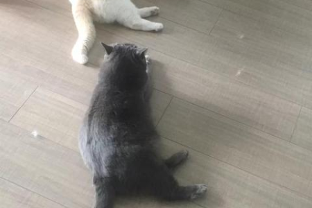 英短蓝猫喜欢你？这些表现告诉你！