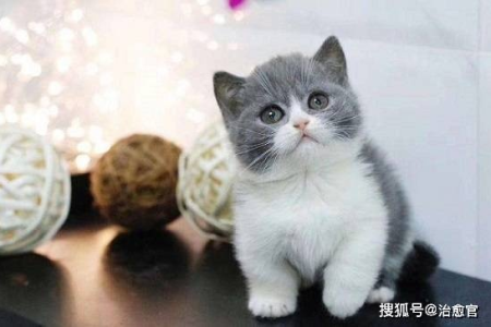 英短蓝白猫纯不纯？一看就懂的简单鉴别方法
