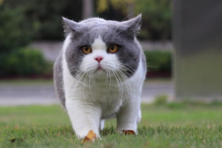 英短蓝猫早上总是叫醒你？教你如何训练猫咪安静睡眠