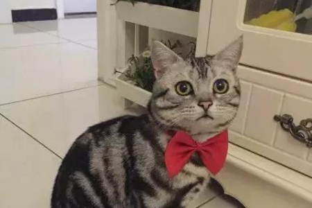 英短猫到底能不能养？先看看这些缺点你能不能接受！
