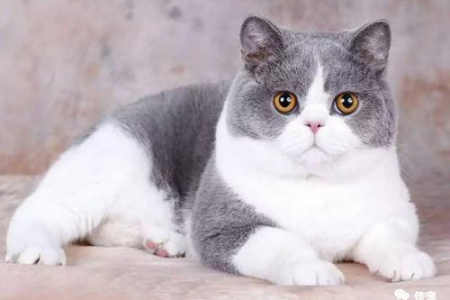 蓝白正八英短猫价格为什么这么贵？血统和品相是关键！
