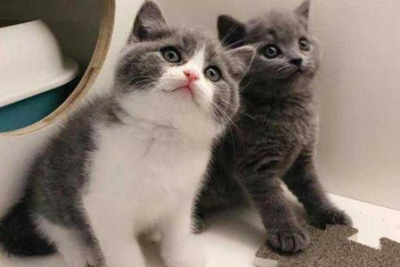 想养英短猫？先了解它会不会臭吧！