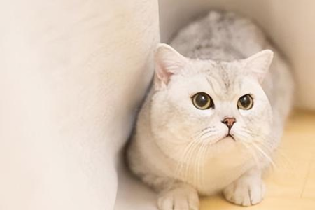蓝猫是英短吗？详解蓝猫与英短的关系